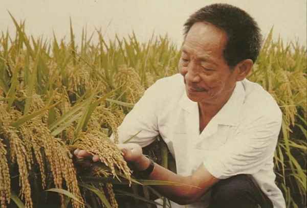 袁隆平研究水稻的艰辛历程50字、袁隆平研究水稻的故事作文