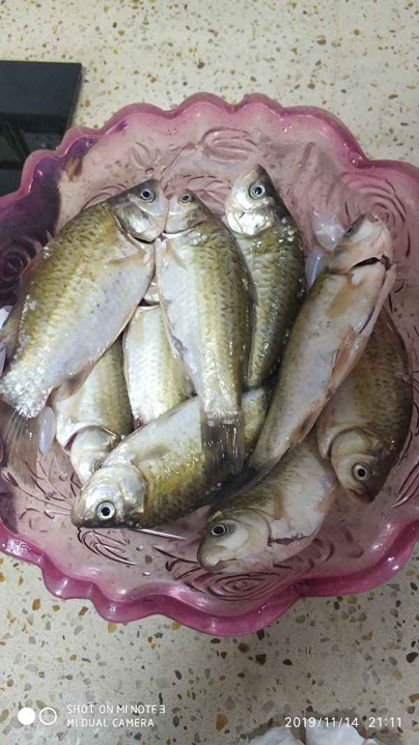 香鯽魚和鯽魚的區別;香鯽魚和鯽魚的區別是什么