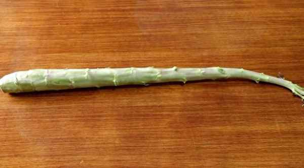 萵筍葉的功效與作用,油麥菜和萵筍葉的功效與作用