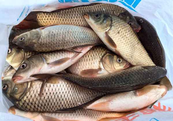 安康鱼的营养价值及功效与作用—安康鱼多少钱一斤市场价2023