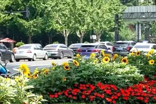 向日葵吧的最新消息_向日葵重组最新消息