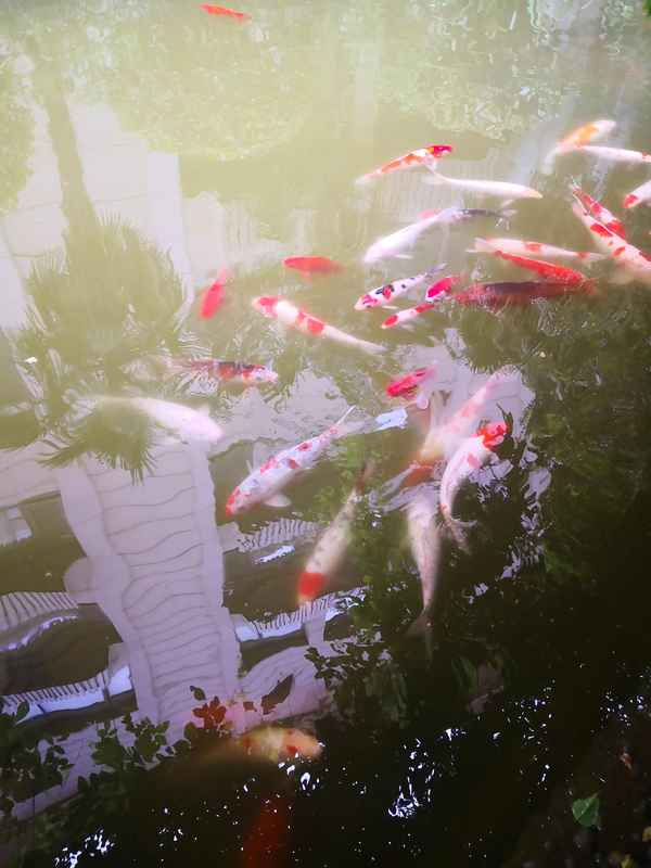 潭中鱼可百许头,皆若空游无所依,潭中鱼可百许头,皆若空游无所依表现手法