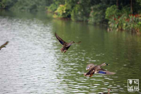 廣州海珠濕地公園門票價格—廣州海珠濕地公園門票預約