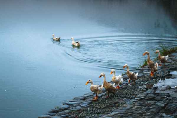 修身齐家治国平天下的含义_修身齐家治国平天下下句