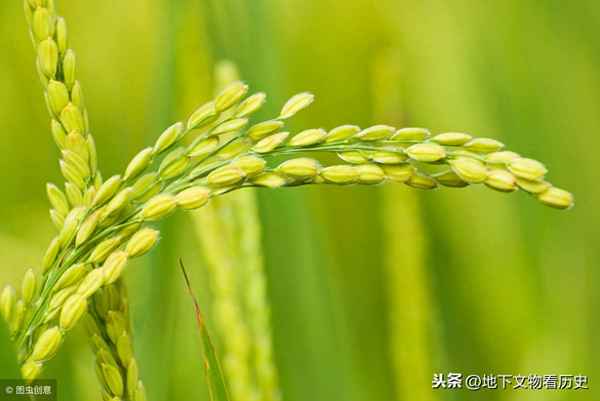 水稻是起源于中國嗎、水稻是起源于中國嗎英語