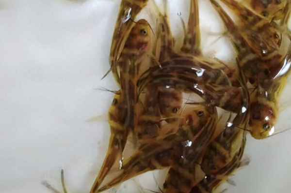 黃骨魚一年能養幾批、黃骨魚一立方養多少只
