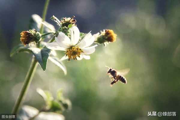 怎樣判斷蜂群內(nèi)有無蜂王,失王蜂群會(huì)不會(huì)飛走