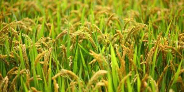 中国最早水稻是什么时候、中国发现最早的水稻是什么人