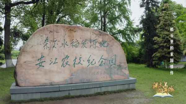 杂交水稻的发源地在哪里(三亚中国杂交水稻发源地)