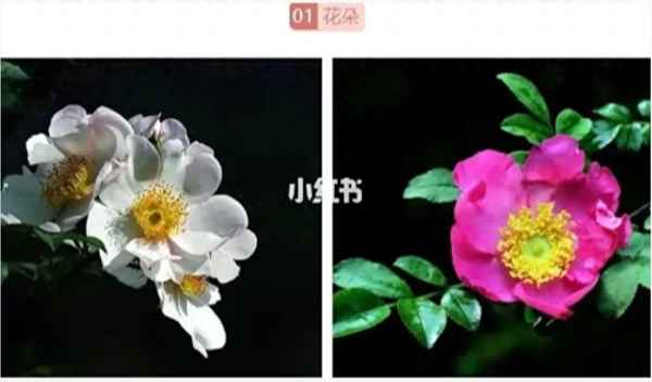 金刺梨和刺梨有什么區(qū)別、金刺梨好吃嗎