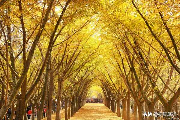 安吉竹博園景點介紹;安吉竹博園游覽圖