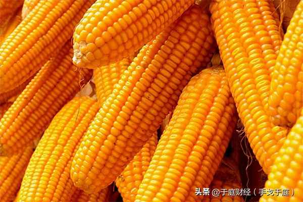 玉米发财经-玉米收益