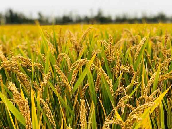 水稻一生分六个阶段图片;水稻一生的生长过程,每个时期图片