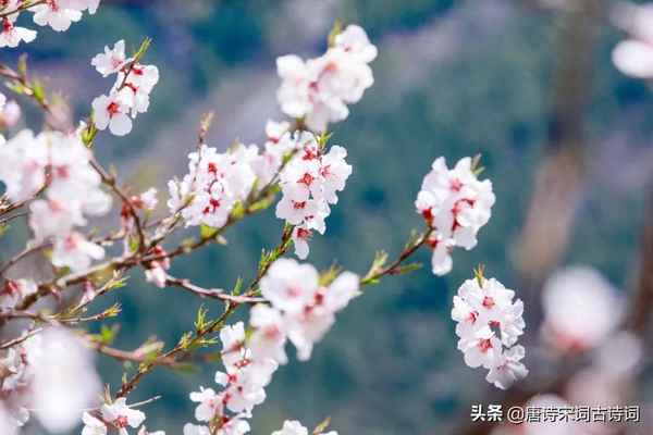 杏花疏影里吹笛到天明的出处(杏花疏影里吹笛到天明的视频)