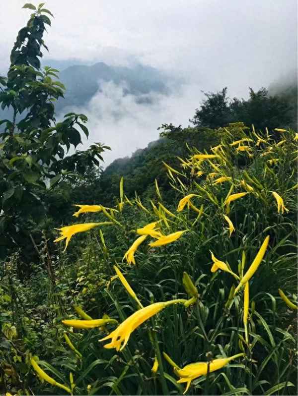 干黃花菜制作流程、干黃花菜制作流程視頻