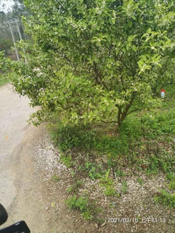 8月份收的蜜蜂有用吗;八月份找蜜蜂能养活吗