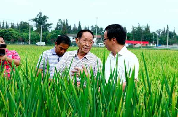 袁隆平在哪里研究水稻成功—袁隆平在哪里研究新型水稻