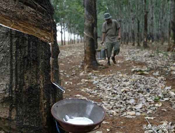 新加坡橡胶期货实时行情-新加坡橡胶期货实时行情走势