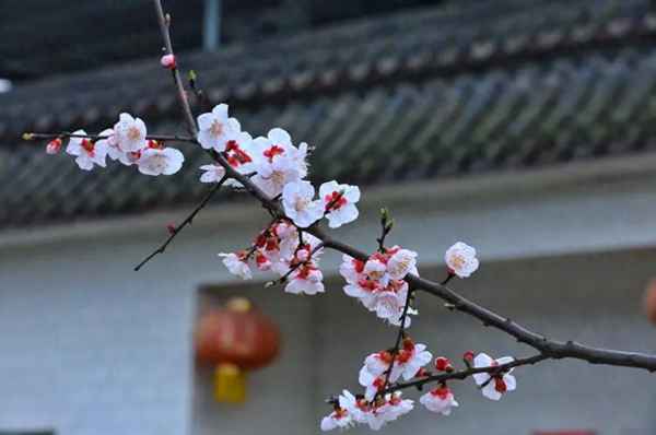 一枝<font color=red>红杏</font>出墙来是什么季节、一枝<font color=red>红杏</font>出墙来是什么生肖