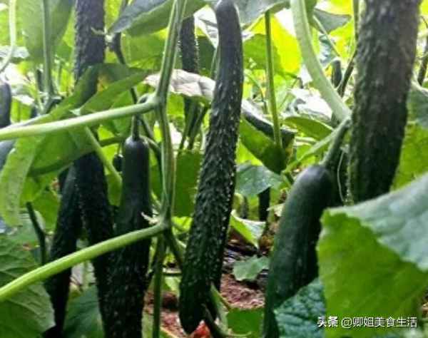 老黃瓜煲湯和什么搭配—老黃瓜排骨湯的做法