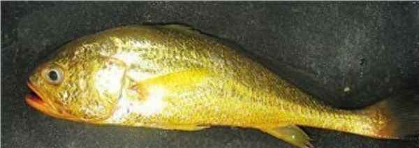 冰鮮大黃魚可以清蒸嗎—冰鮮大黃魚怎么保存？