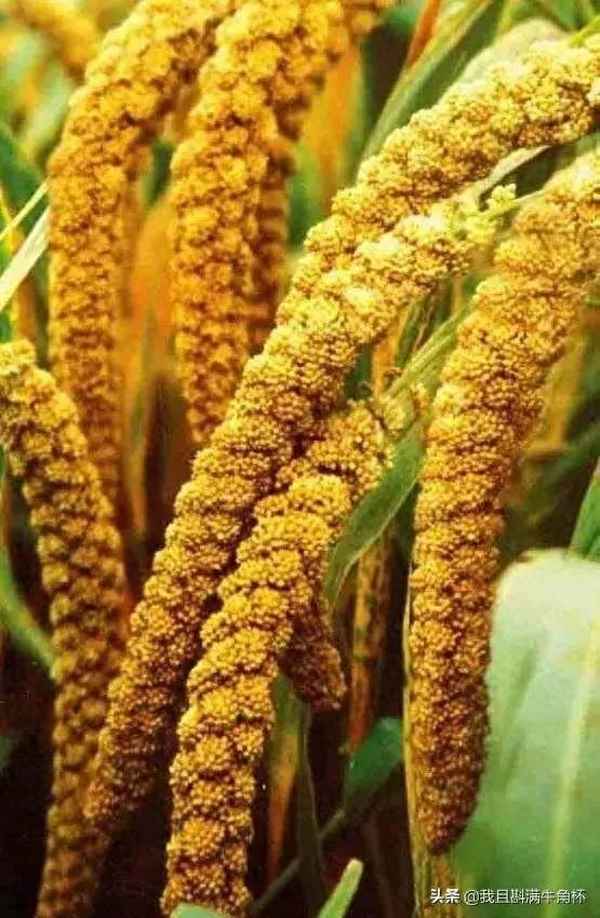 诗经黍离原文及注音_诗经黍离全文注音拼音版