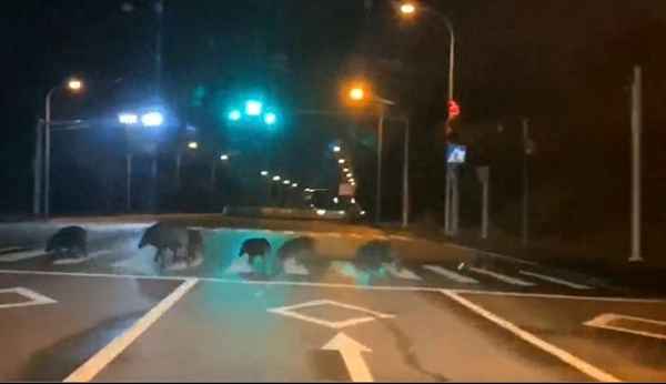 野猪出没的地方是经常出现吗、野猪会出现在哪里