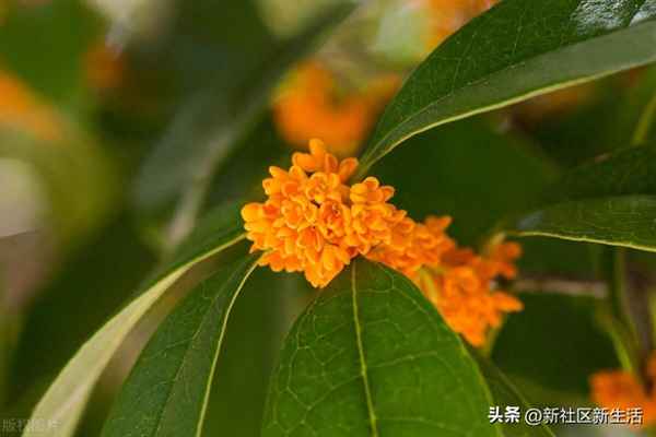 基金的基本资料包括什么;基金的基本资料包括什么资产