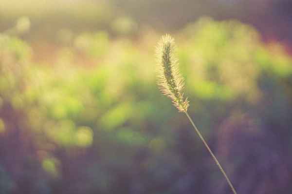 人来鸟不惊的全诗,人来鸟不惊全诗和翻译