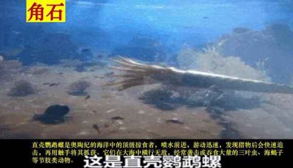 化石多少年才能形成、化石要多少年才能形成
