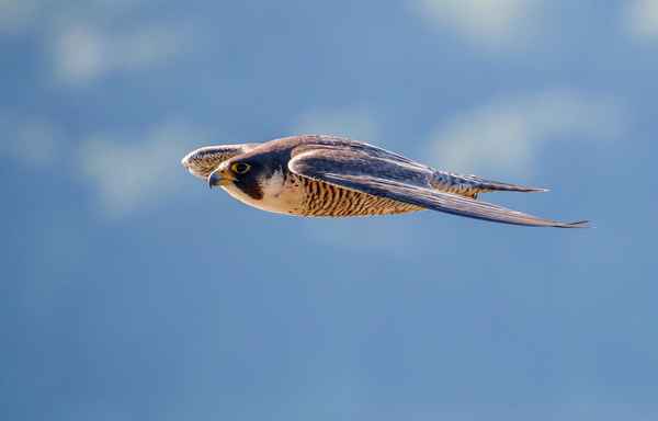 宛如游龙是成语吗_宛如游龙是成语吗还是词语