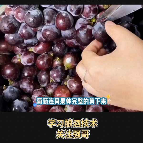 葡萄酒怎么做視頻教程;葡萄酒怎么做視頻教程一斤葡萄用好多冰度糖