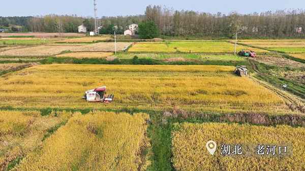 附近哪里有稻谷賣(什么地方有稻谷賣)