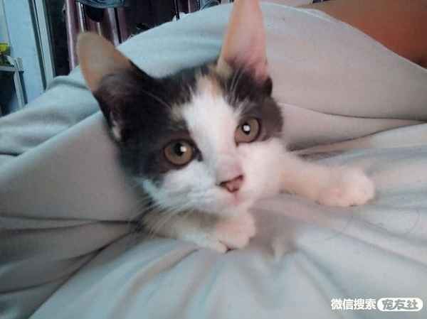 狗狗走丢最迟多久会自己回来-狗狗走丢最迟多久会自己回来下雨了