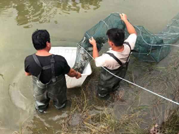 雁鸣湖大闸蟹价格-雁鸣湖大闸蟹多少钱一斤