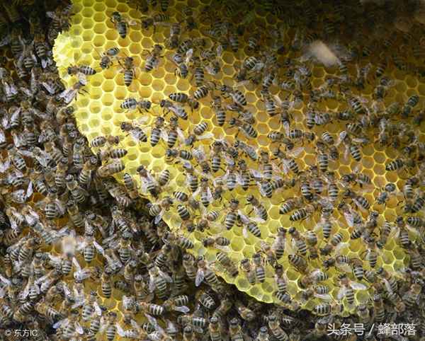 蜜蜂农药中毒如何解救_蜜蜂中了农药毒怎么解毒