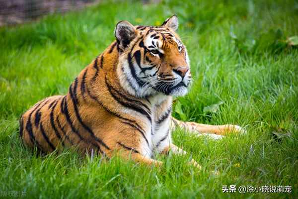 關于動物的四個字的詞語(帶動物的四個字的詞語)
