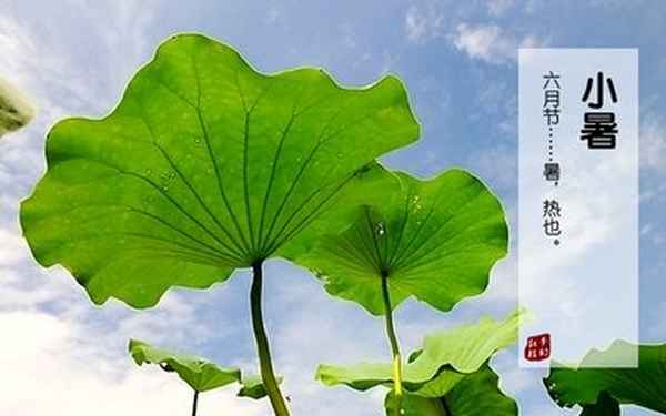 小暑的古詩有哪些40首—小暑的古詩詞有哪些？