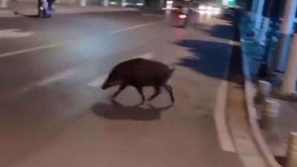 路上遇到野猪有什么说法;路上遇到野猪怎么办