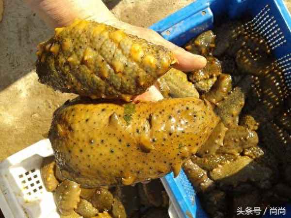 活海參最簡(jiǎn)單的處理方法—新鮮海參煮多久不會(huì )硬