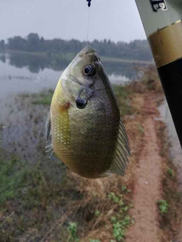 油炸豆豉魚的做法大全;油炸豆豉魚的做法大全圖片