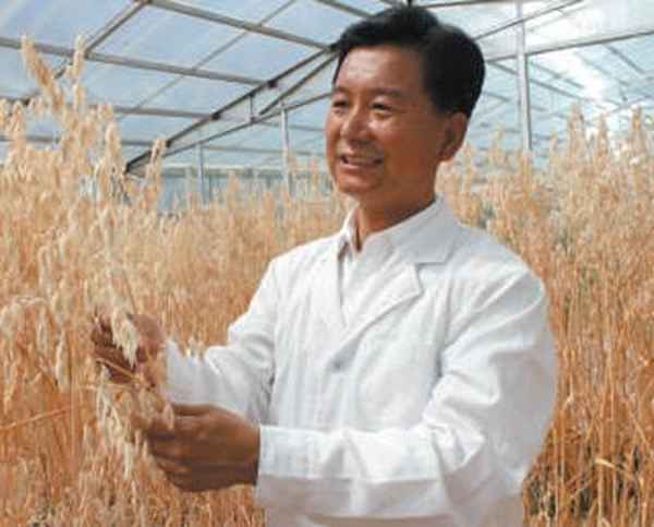 绿燕麦草麦穗兔子能吃吗(苜蓿草黄兔子能吃吗)