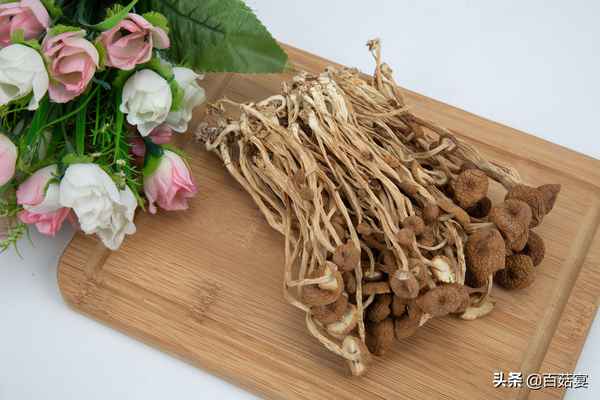 四種人不宜吃茶樹菇、茶樹菇和什么相克致死