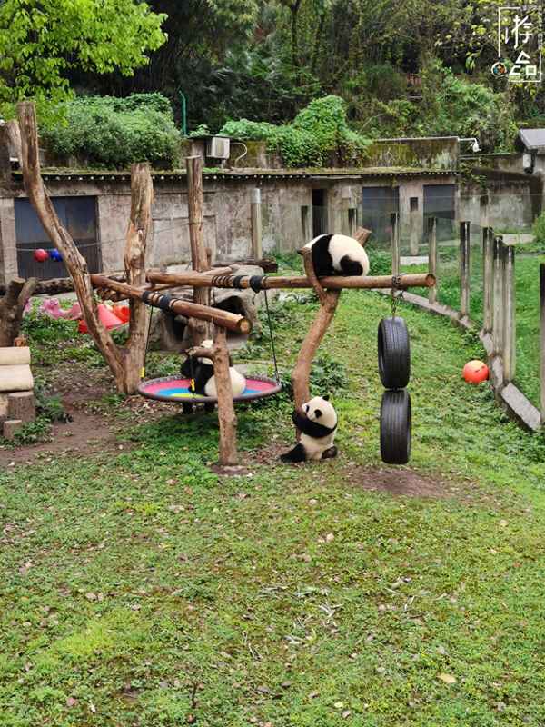 重慶的動(dòng)物園有幾個(gè);重慶動(dòng)物園有哪些地方和動(dòng)物