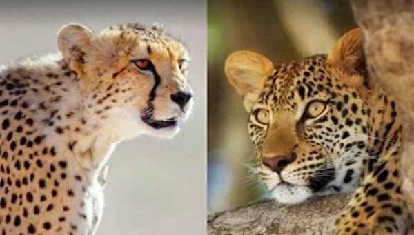 獵豹跑得那么快的原因、獵豹為什么會跑得快