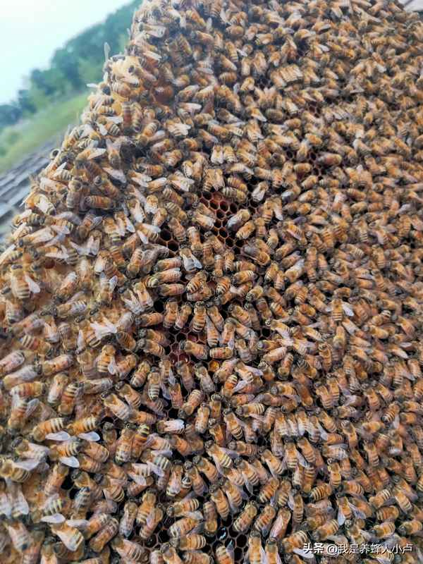 蜜蜂在自然界中的作用-蜜蜂存在的价值和意义