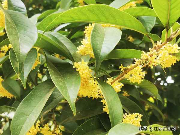 江西财经大学校花,江西财经大学校花图片