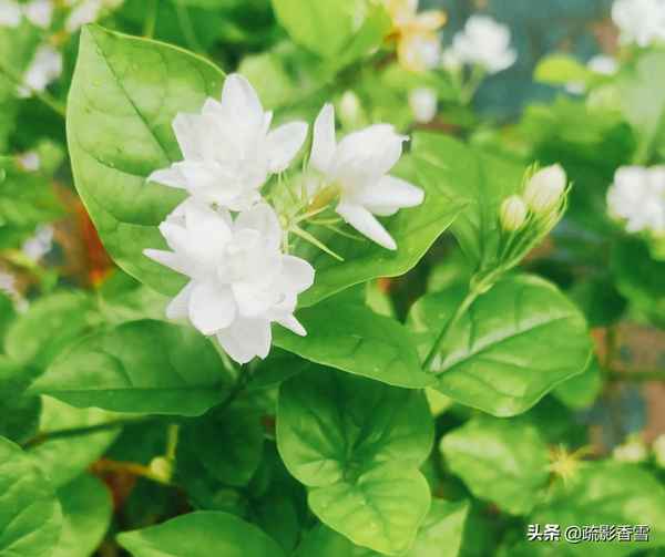 生活與花草的贊美句-花可治愈人心的句子