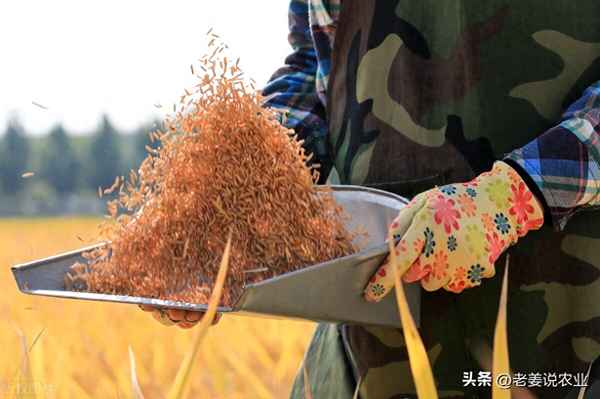 中國稻谷價格行情_中國稻谷價格行情走勢