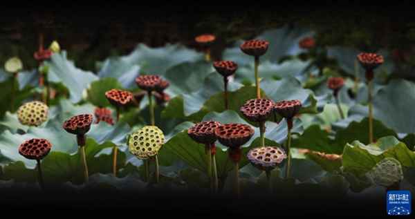 露从今夜白下一句是什么-露从今夜白下一句是什么意思